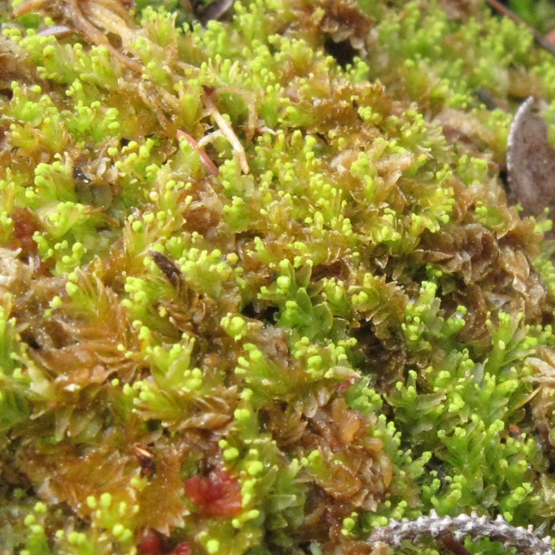 Mylia anomala